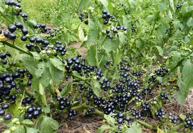 VALLEY VIEW RANCH Garden Huckleberry/ GMO free/ organically grown in MN - 70 seeds