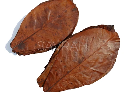 100pcs Indian Almond Leaves Catappa,ketapang for shrimp,betta fish&Aquarium Care - Image 1 of 4
