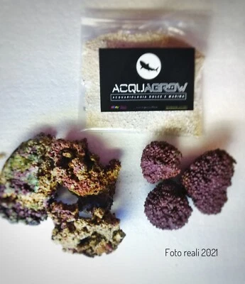 NEW!Kit Starter Avviamento Acquario Marino Batteri Inoculo DSB+Rocce+Coralline - Immagine 1 di 4