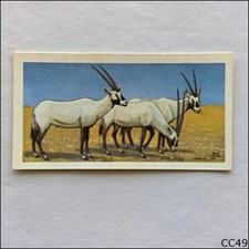 Brooke Bond Tea Card Wildlife In Danger 1963 #21 Arabian Oryx (CC49)