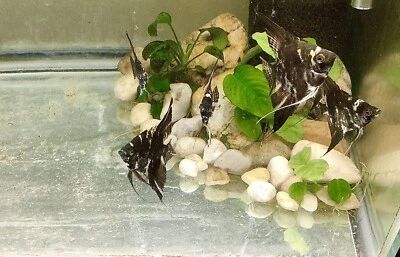 6 Juvenile Blue Marble Angelfish half dollar Size Free Overnight Ship - Image 1 of 3