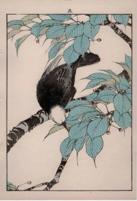 Elm Black Bubul Imao Keinen 1891 Japanese Kacho-e Bird-and-Flower Woodblock - Image 1 of 2