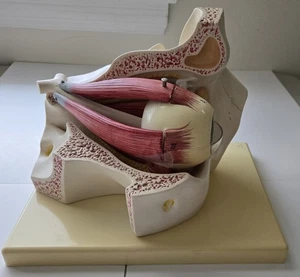 F13 EYE IN ORBIT Model Enlarged appox. 3 times from +3B Scientific Germany - Picture 1 of 6