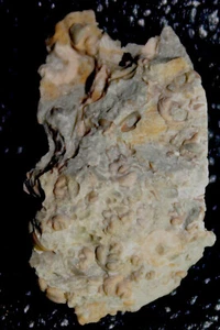 Silurfossilien Ostracoden, Samengarnelen - Bild 1 von 2