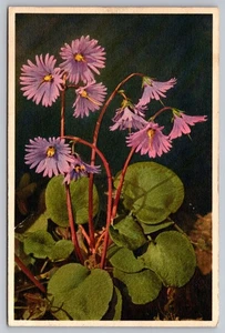 Postal suiza vintage de flores alpinas Soldanella Alpina - Imagen 1 de 2