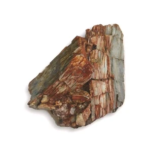 Espectacular muestra de exhibición de madera opalizada petrificada grande 7 lb 10 oz Eastern WA   - Imagen 1 de 9