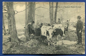 Gathering Sap Vermont Maple Sugar Orchard Postcard - Picture 1 of 2