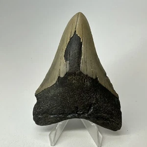 Megalodon Shark Tooth 3.85 Inch - Natural - Authentic Fossil - Carolina 19383 - Bild 1 von 8