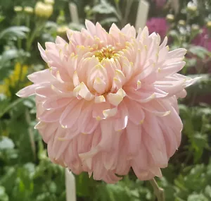 Seatons Je Dore Chrysanthemum x 1 Plant - Perennial Cut Flowers Cottage Garden - Picture 1 of 6