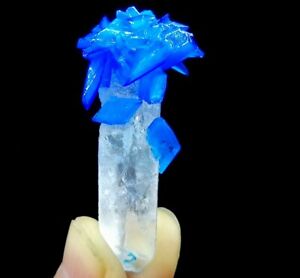 49mm BEAUTIFUL Lab grown Chalcanthite on Natural Clear Quartz Point B7274
