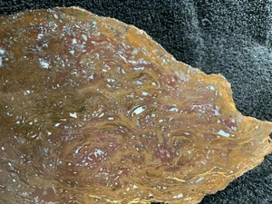 Z~ Paleo Osmunda Faced Rough Petrified Fern fr Australia 7 lbs - Picture 1 of 7