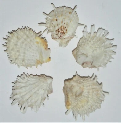 ONE (1) WHITE SPONDYLUS DUCALIS SPINY OYSTER PAIR, CRAFT DECOR - Image 1 of 4