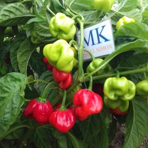 Scotch Bonnet Safi , 10 semillas , Capsicum chinense (169) - Picture 1 of 2