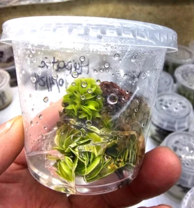 Dionaea Muscipula Hypatia Tissue Culture Venus Flytrap Plant Rare - Picture 1 of 2