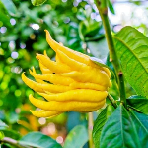 Buddha's Hand Grafted Plant Fingered Citron Fruit Tree Tropical Unique 20'' - Picture 1 of 13