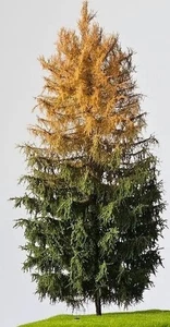 🍀2 x Modellbaum H0 Freon-Lärche  18-20 cm Höhe..Handarbeit. - Bild 1 von 1