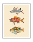 Hawaii Fish Triptych Flying Fish, Ruby Snapper, Triggerfish - Vintage Postcard