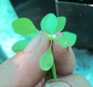 35+ organic SEEDS ,EUPHORBIA PEPLUS Radium Weed, Cancer Weed, FREE DELIVERY - Picture 1 of 6