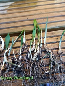 25x WILD GARLIC BULBS Plant now - Picture 1 of 1