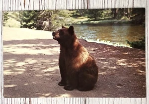 Grizzly Brown Bear in Yellowstone National Park, Wyoming Postcard - Picture 1 of 4