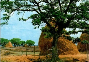 Postcard Philippines Mandala Palay Stacks Harvest Scene 6x4 - Picture 1 of 2