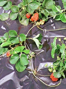TELO PER PACCIAMATURA ANTI ERBACCIA IMPERMIABILE NERO TENAX MISURA: 1,5 X 10 m - Foto 1 di 6