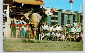 POSTKARTE CALGARY STAMPEDE BRAHMA STIERREITEN KANADA - Bild 1 von 2