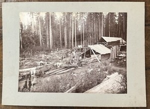1900s Pacific Northwest Logging Camp Lumber Mill Horse Wagons Mounted Photo 8X11