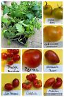 12 verschiedene Sorten Tomatenpflanzen zbsp Ochsenherz, Roter Russe, Ukr. Purpur