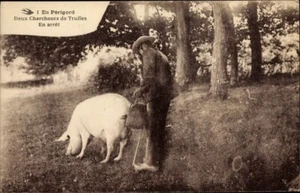 PIG in Search of TRUFFLES with Farmer, Perigord Dordogne; c.1914; In Mint Cond. - Bild 1 von 2