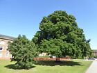 PHOTO  TWO LUCOMBE OAK TREES AT COUNTY HALL EXETER THE LUCOMBE (OR EXETER) OAK I