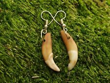 Coyote Tooth Earrings Real Teeth Drop Dangle Jewelry Polished Outdoors (AQCE)