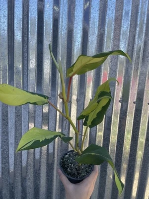 #26 Philodendron Thai Sunrise 4” Pot Houseplant Aroid Plant Monstera Variegated - Image 1 of 4