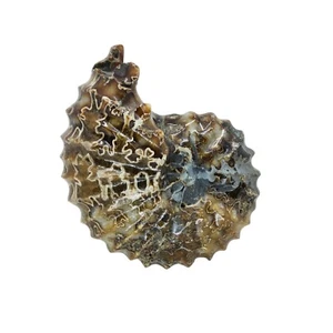 Ammonite, fossile, 4", lucidata, esemplare, #R-3315 - Foto 1 di 11