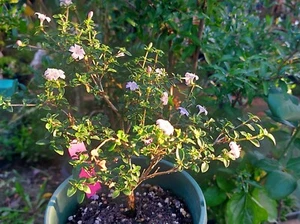 Bonsai Serissa Large Tree of Thousands Stars Plants - Picture 1 of 14