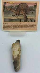 Spinosaurus Teeth Dinosaur F0SSIL Before T Rex Cretaceous K53 - Picture 1 of 3