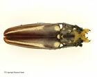 Callipogon lemoinei - female, 60mm, very nice, rare