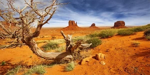 120X50Cm Rettile Habitat Sfondo Arancione Deserto Terrario Sfondo Vinile Sfondo - Foto 1 di 12