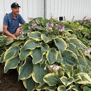 Hosta Shadowlands Gigantosaurus Proven Winners Rooted 5.25" Pot Perennial Shade - Picture 1 of 3