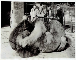 1936 Vintage Photo London Zoo Camel poses for St Martin's School of Art Students - Picture 1 of 2
