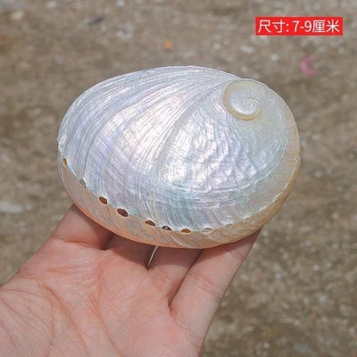 7-9Cm Natural Large Sea Shell Home Decor Jewelry Props Photography Aquarium 1Pc - Image 1 of 4