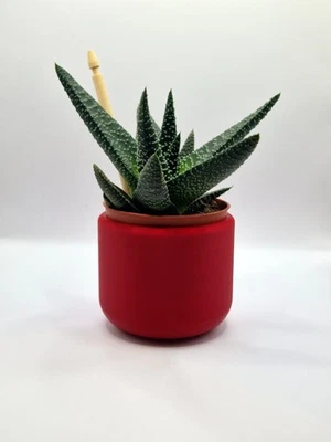 Modern Succulent Pot Planter: Plastic, Various Sizes and Colours - Image 1 of 4