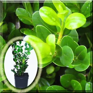 2 Winter Gem Wintergem Boxwood Microphylla var. Japonica Buxus 2.5" Pot Plant - Picture 1 of 5
