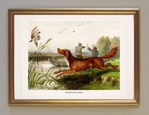 Entenjagd mit dem Setter von Deiker Jagd Hunde Jagdhund Wilderer A3 231 Gerahmt - Bild 1 von 1