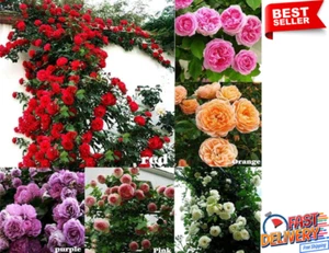 100Pcs Mix Climbing Rose Rosa Bush Vine Climber Fragrant Butterfly Flower Seeds - Picture 1 of 5
