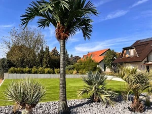XXL Palme frostsicher, winterhart, Kunstpalme, keine Hanfpalme, ca. 350 cm Höhe - Bild 1 von 14