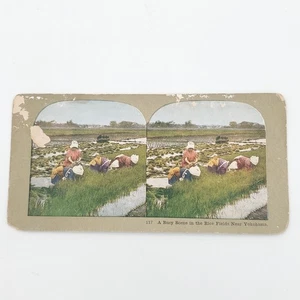 #117 Eine geschäftige Szene in den Reisfeldern in der Nähe von Yokohama Stereoskopkarte - Bild 1 von 9