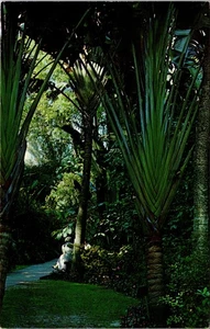 Albero dei viaggiatori, Giardini sommersi San Pietroburgo Florida, cartolina d'epoca non spedita - Foto 1 di 2