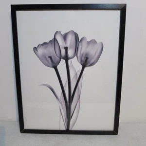 Lot/2 Tulip Prints, 17" x 20" Black and Whites Framed, Very attractive #0609-761 - Picture 1 of 1