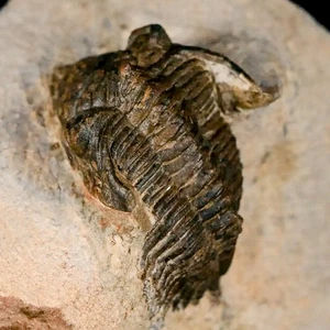 1.3" Metacanthina Issoumourensis Trilobite Fossil Devonian Age 400 Mil Yrs Old - Picture 1 of 9